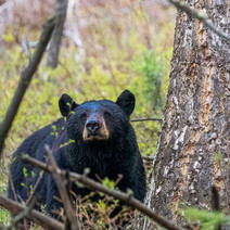 bear