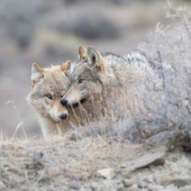wolves