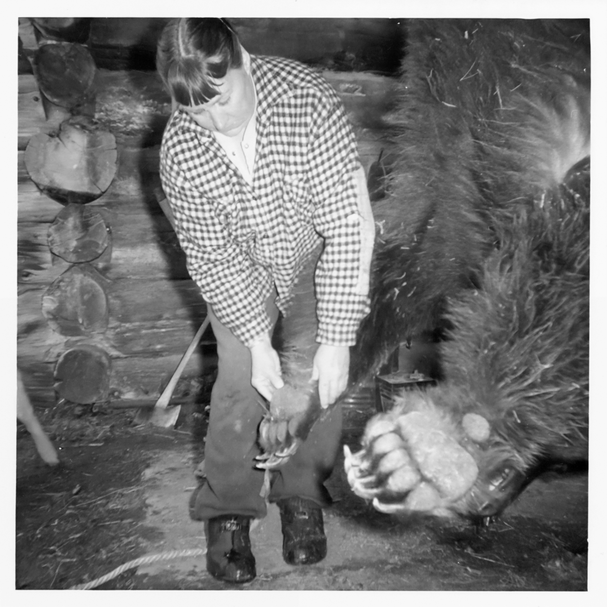 Bear paw