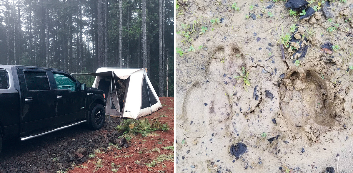 A tent and elk tracks