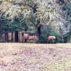 Elk at edge of forest thumbnail