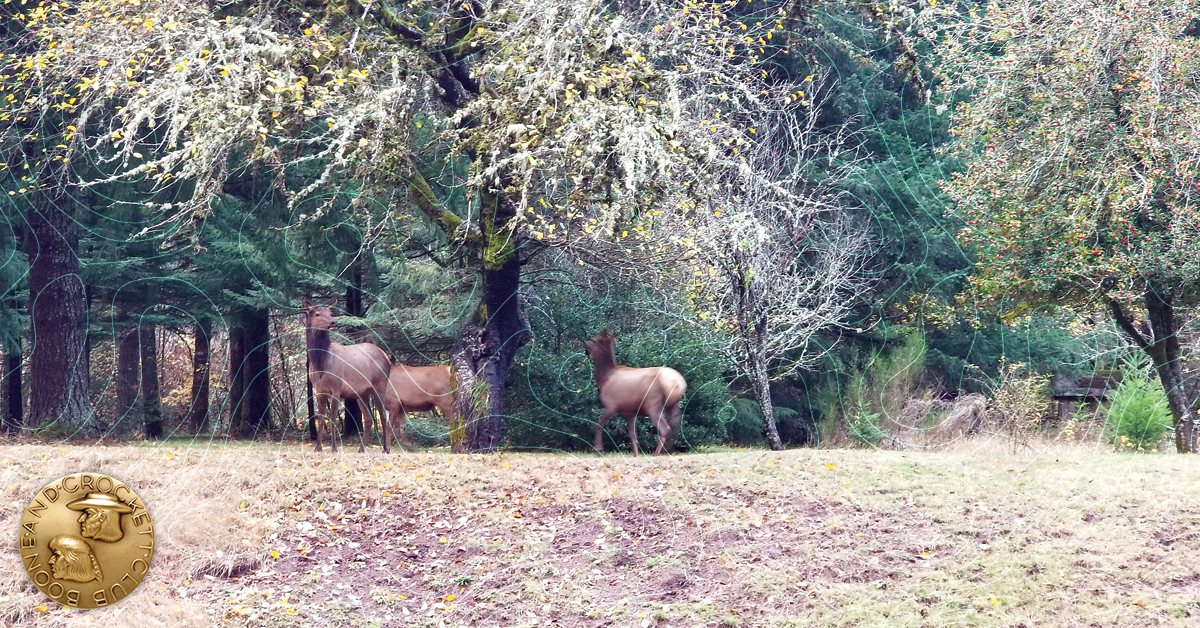 Elk at the edge of the forest