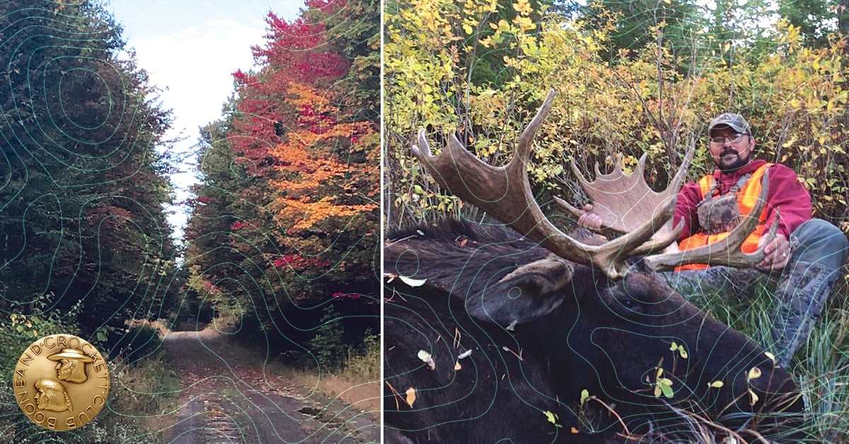 Maine Moose