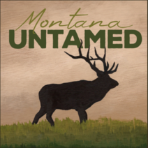 Montanta Untamed