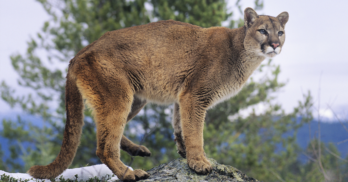 Mountain Lion