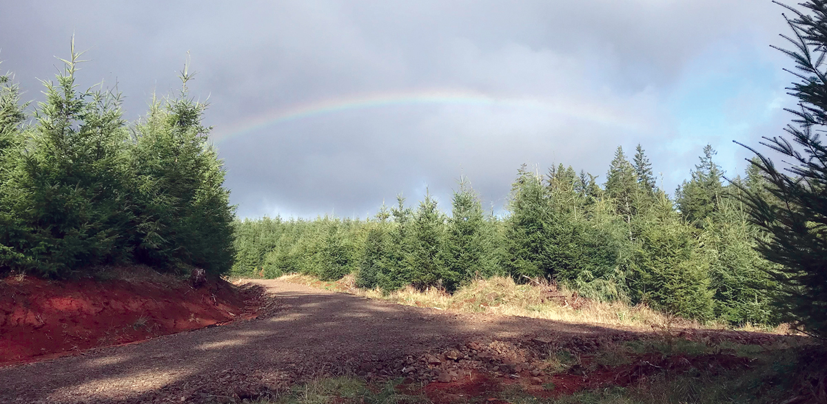 rainbow over evergreens