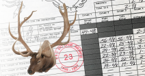 American Elk - Typical