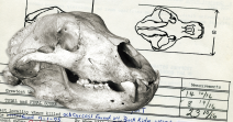 Black Bear skull