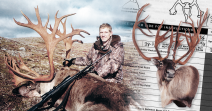 Barren Ground Caribou