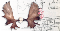 Canada Moose
