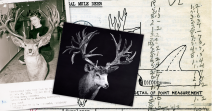 Mule Deer - Non-typical
