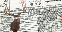 Mule Deer - Typical