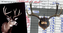 Sitka Blacktail - Typical