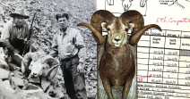 Stone's Sheep