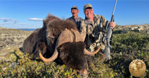 New! Musk Ox