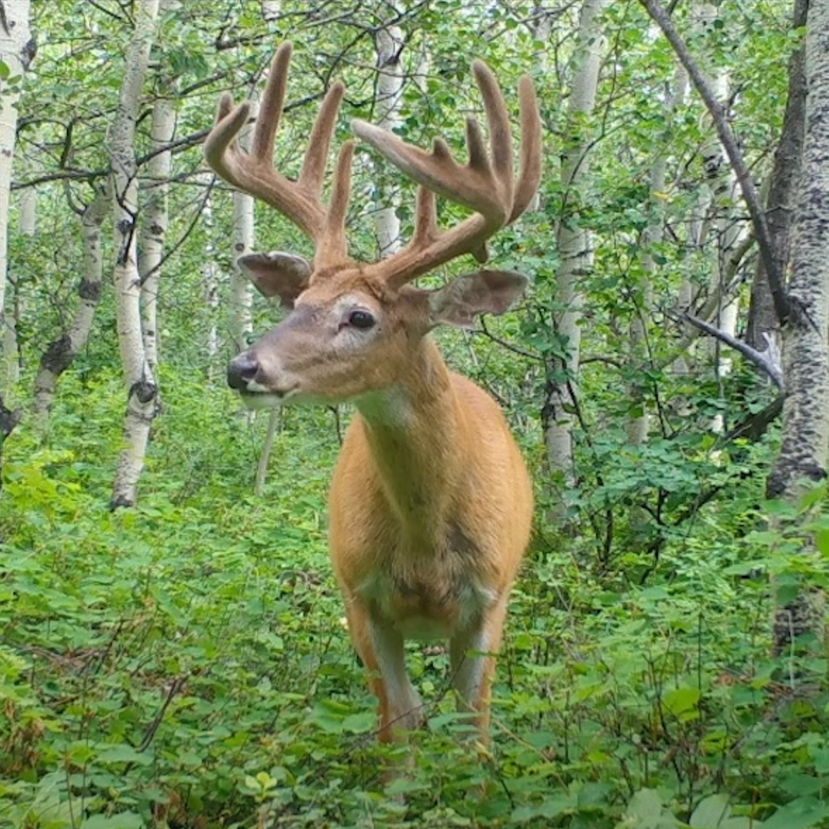 deer