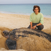 Sea turtle