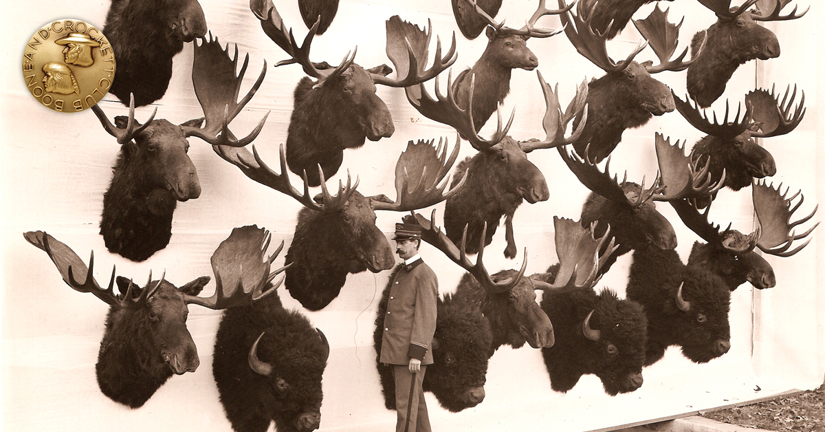elk