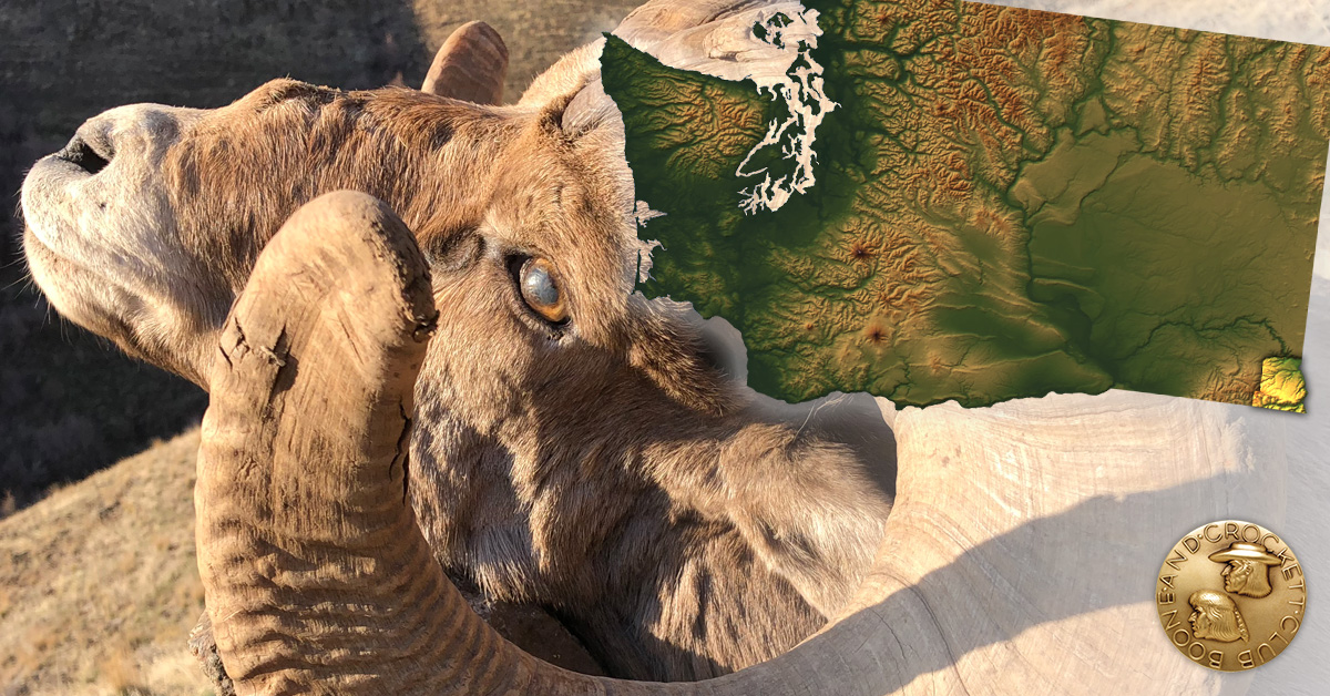 state record bighorn