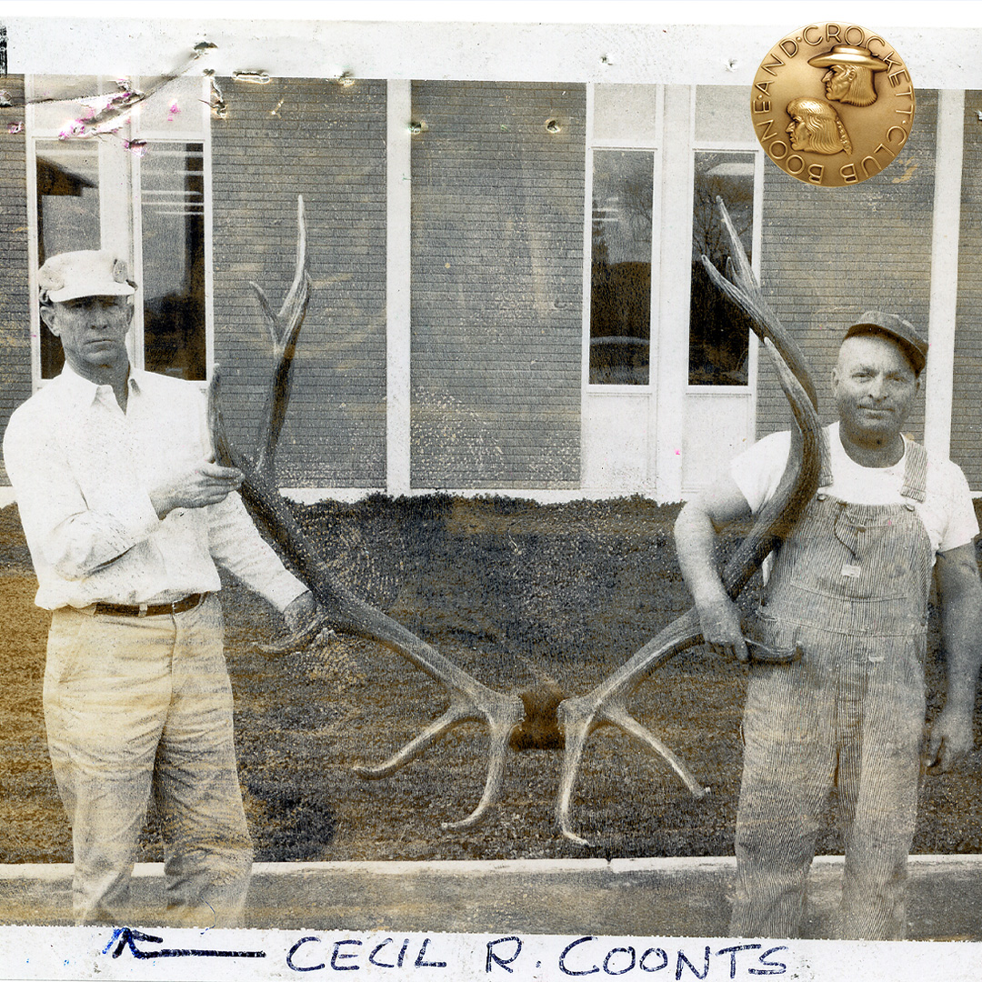 Typical American Elk