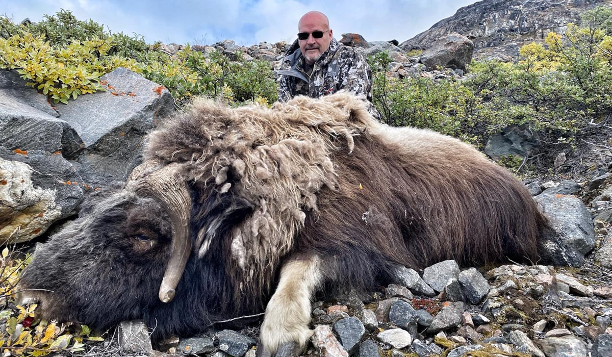 musk ox hunt
