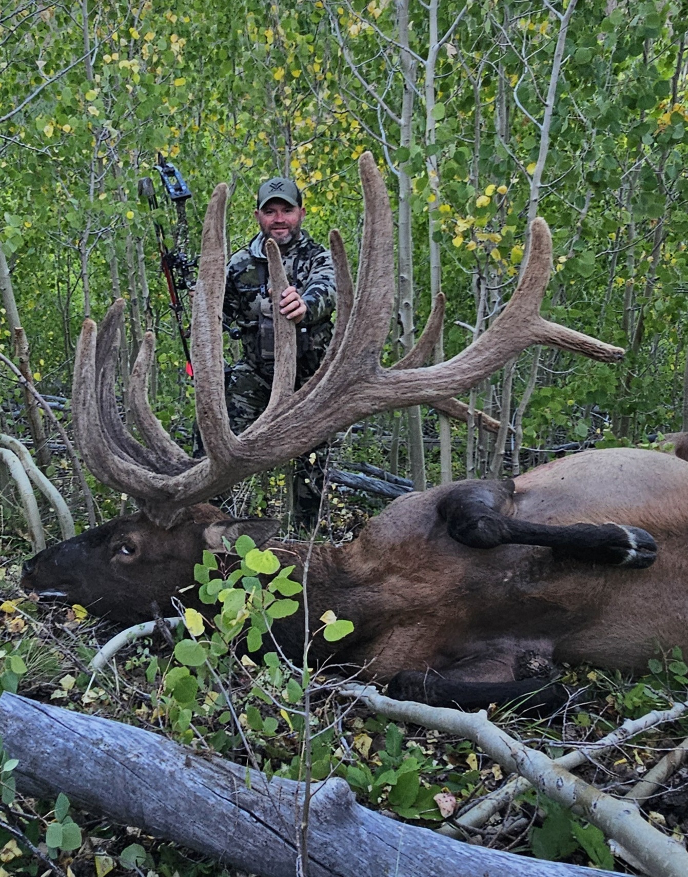 TYPICAL AMERICAN ELK