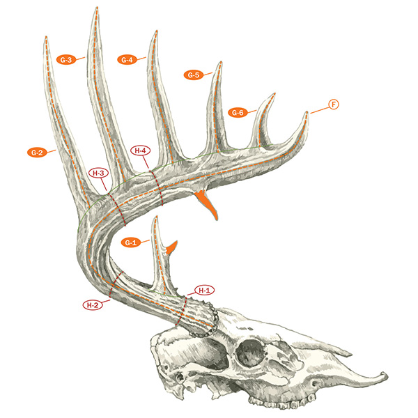 Whitetail thumbnail
