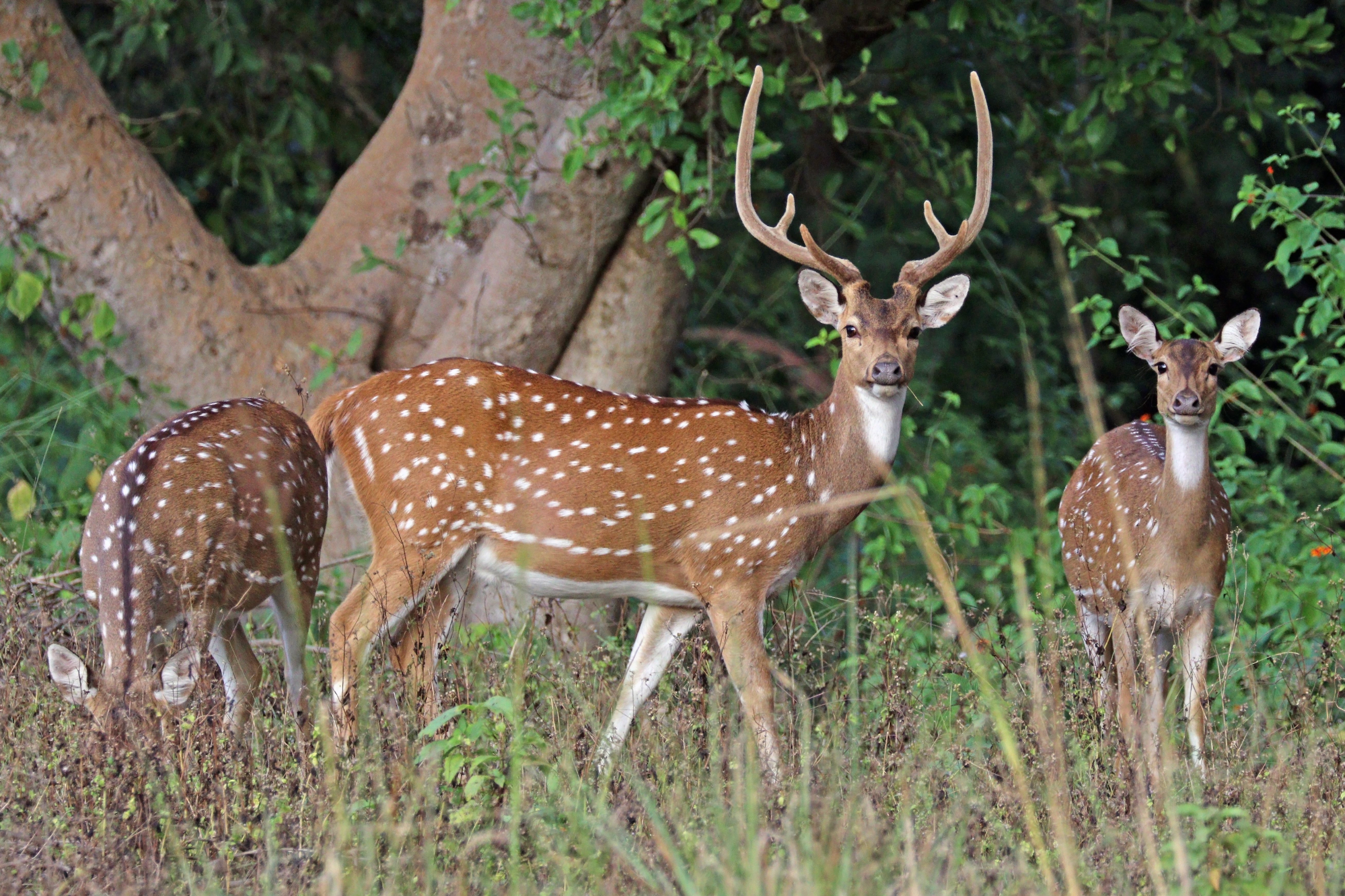 spotted axis deer