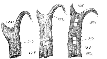 pronghorn horn