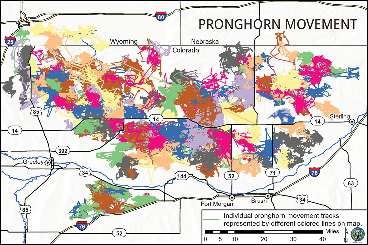 pronghorn movement map