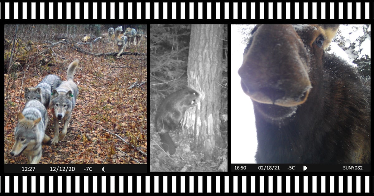 filmstrip of wolves, raccoons and moose