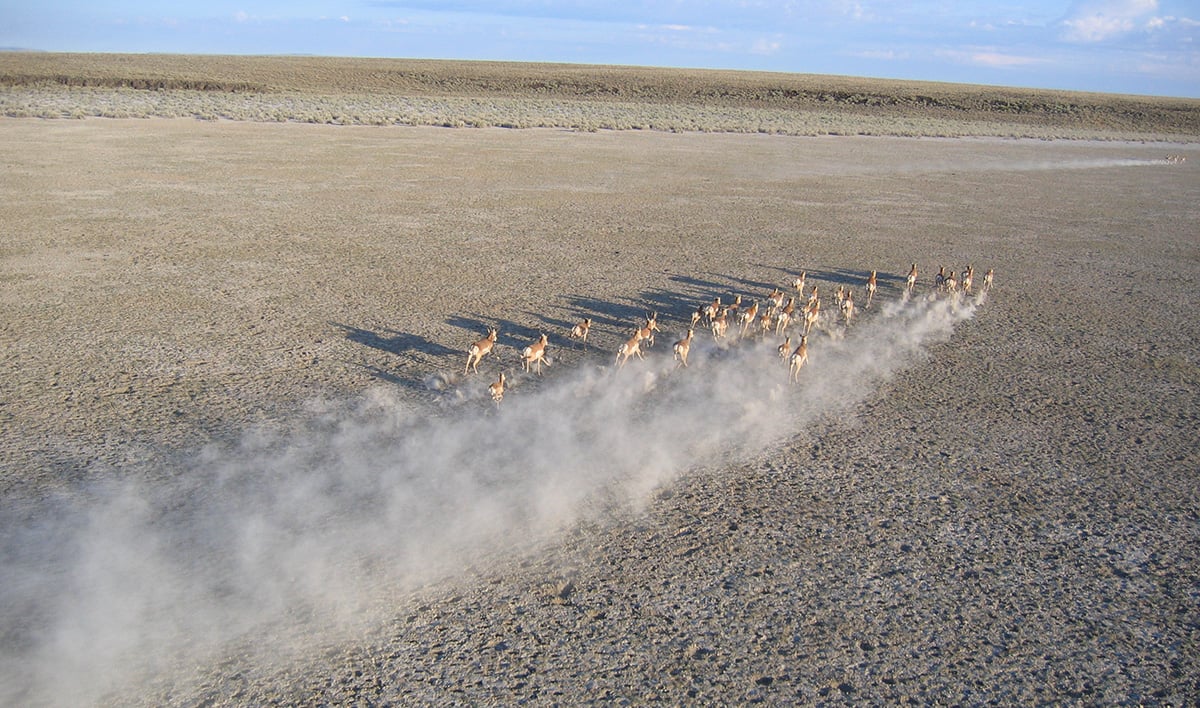group of pronghorns