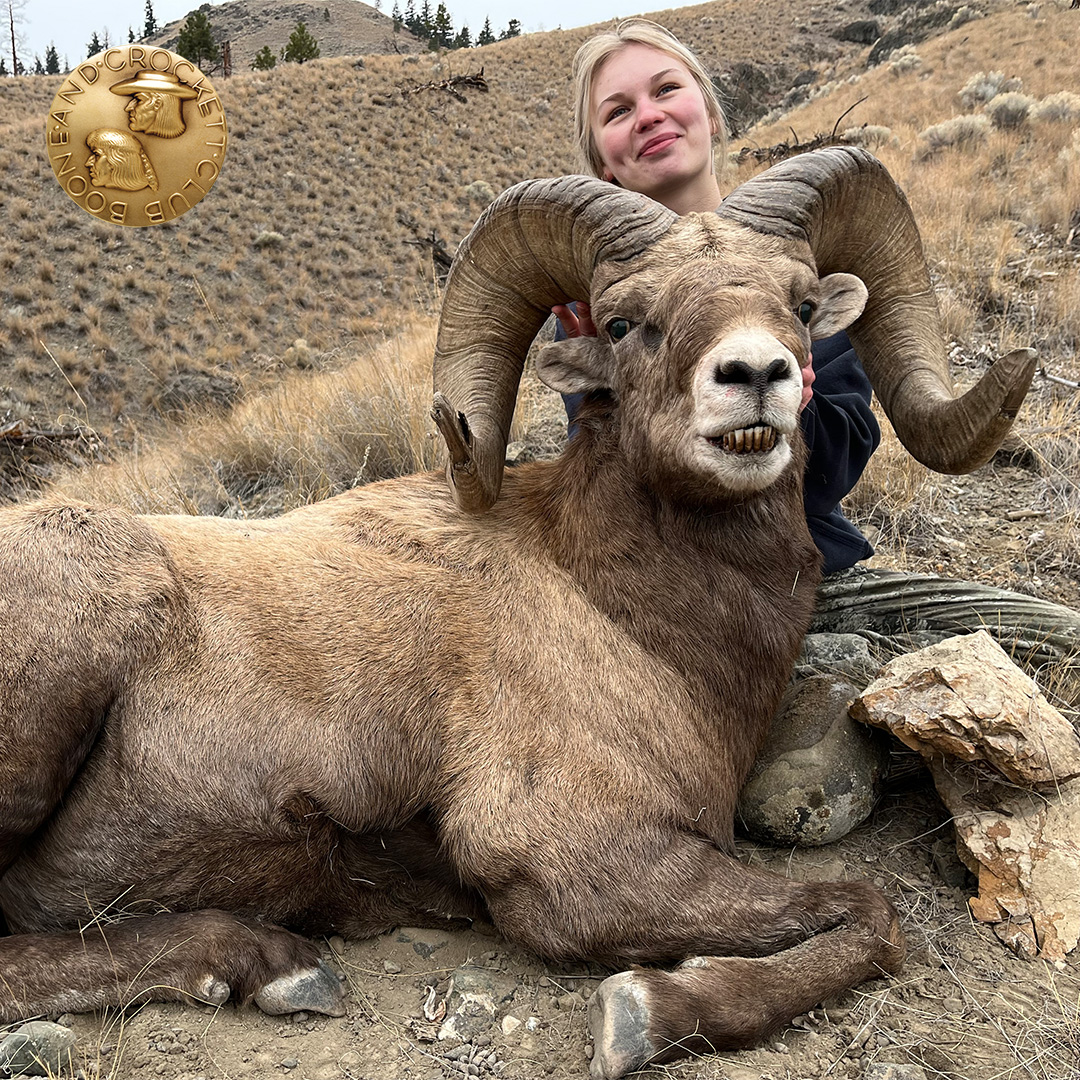 woman with bighorn sheep
