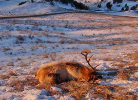 dead bull elk