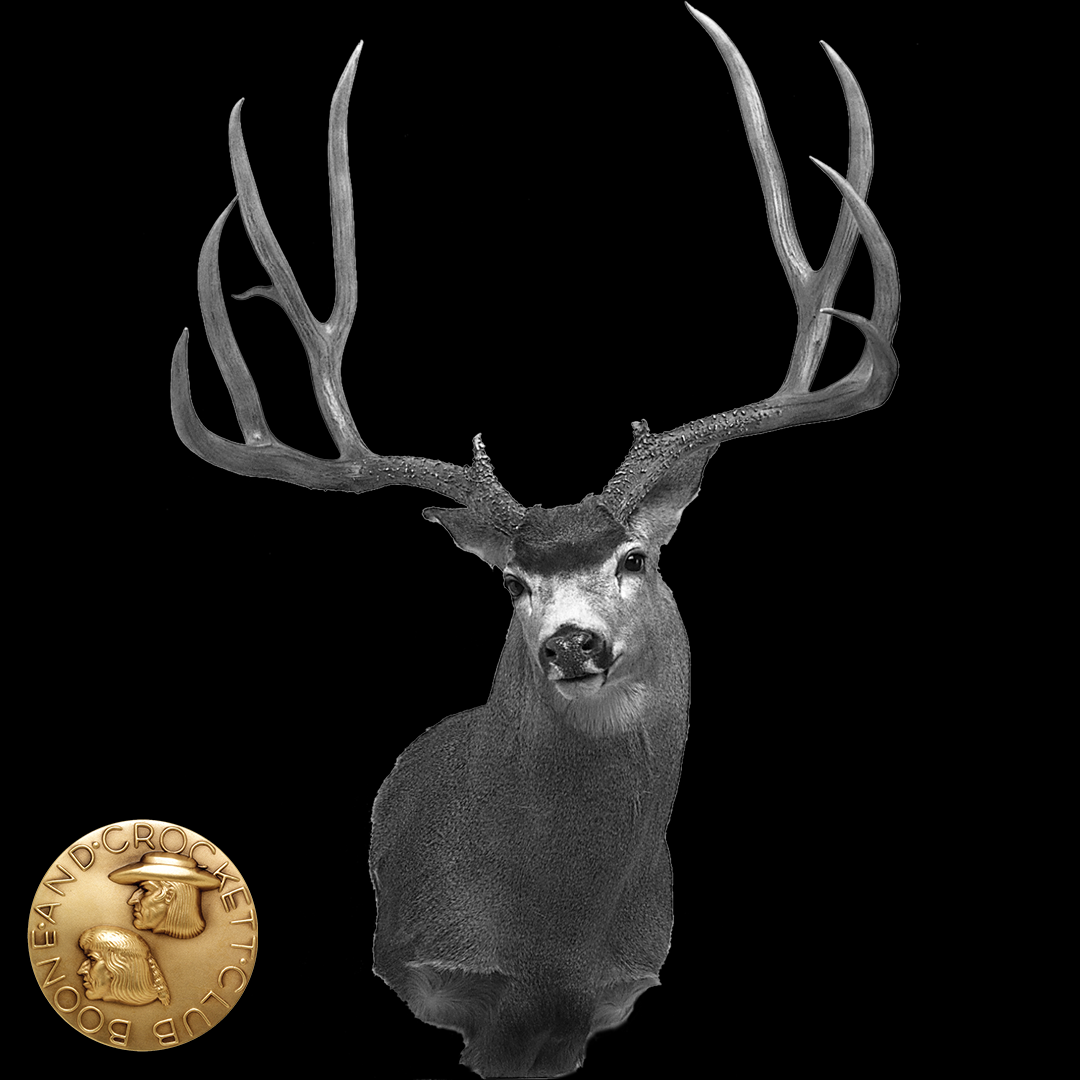 black and white mule deer