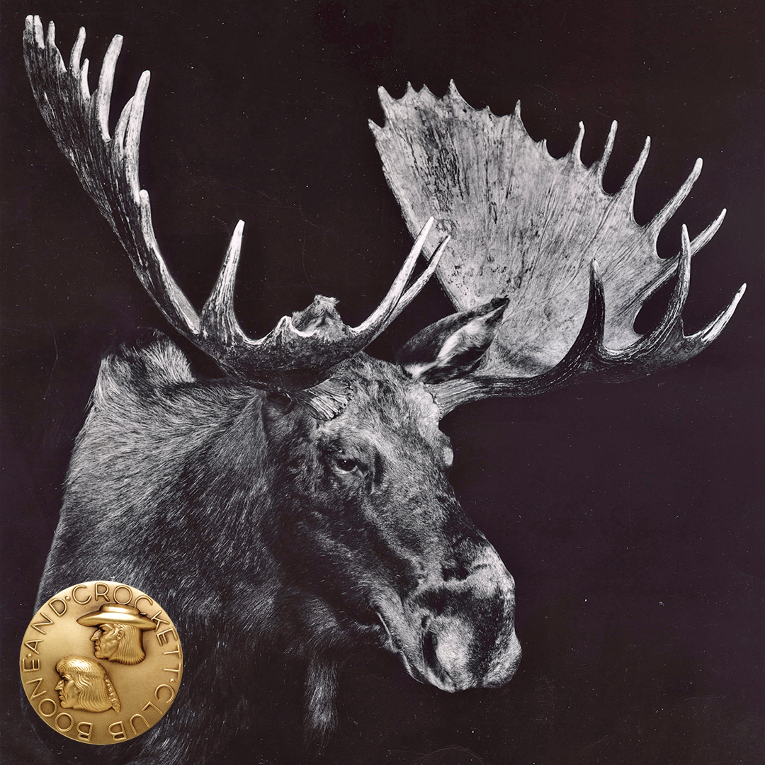 black and white moose