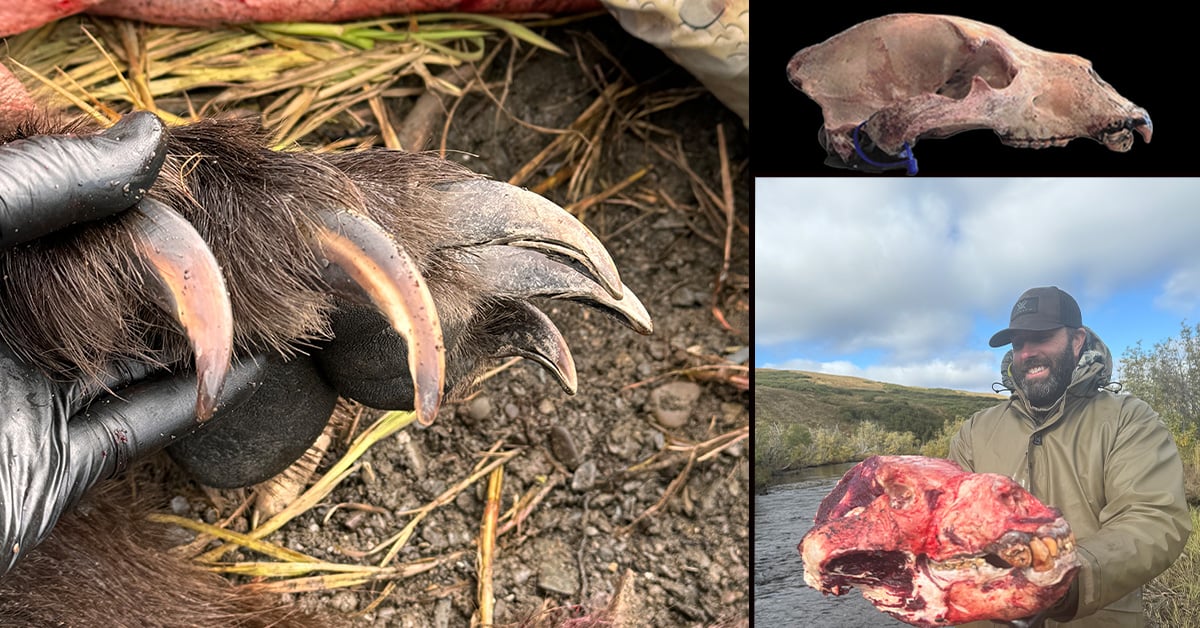 grizzly bear paw and skull