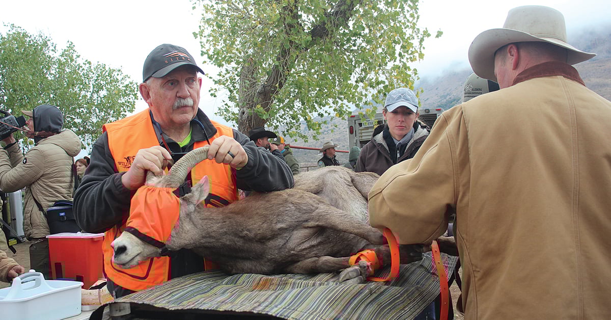 Kevin Hurley assisted during the translocation from Elephant Mountain to Franklin Mountains State Park in Texas.