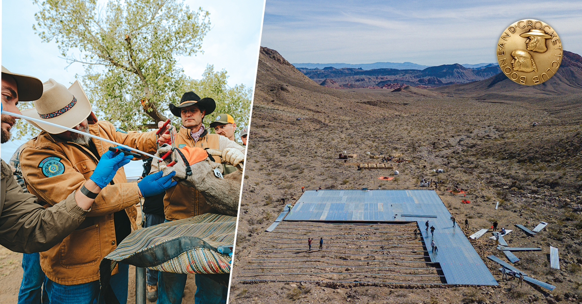 Wild Sheep Foundation matched a $30,000 grant from Spanish gunmaker Bergara to help fund a special guzzler project in the Muddy Mountains in Nevada. The remote location required helicopter transport of all tools, equipment, materials, and manpower to complete the guzzlers. The structure itself has a 100’ X 150’ apron that captures and directs water to eight 2,300-gallon tanks.