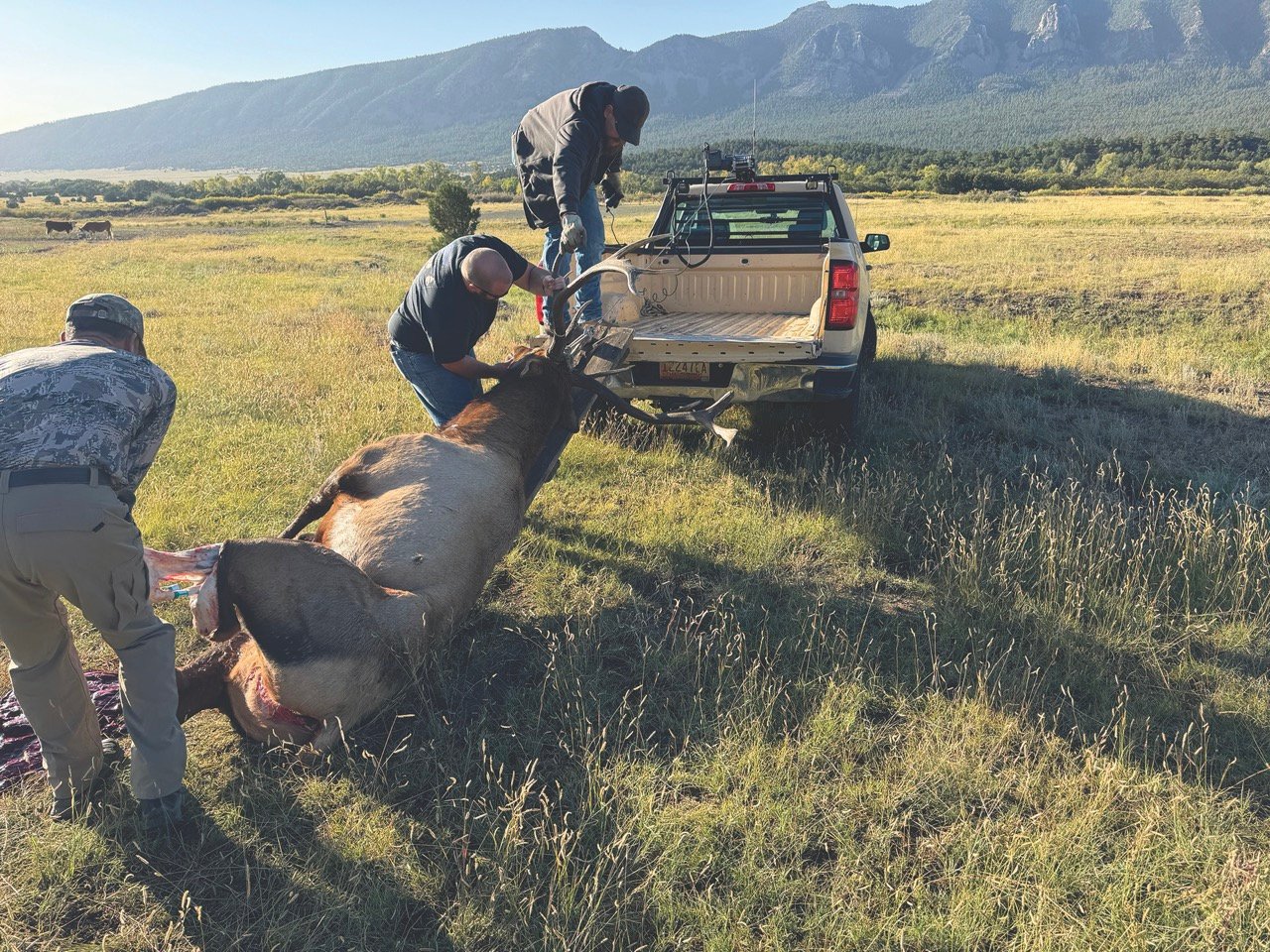 men dragging elk