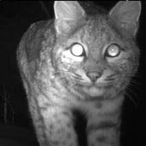 trail camera picture of a bobcat