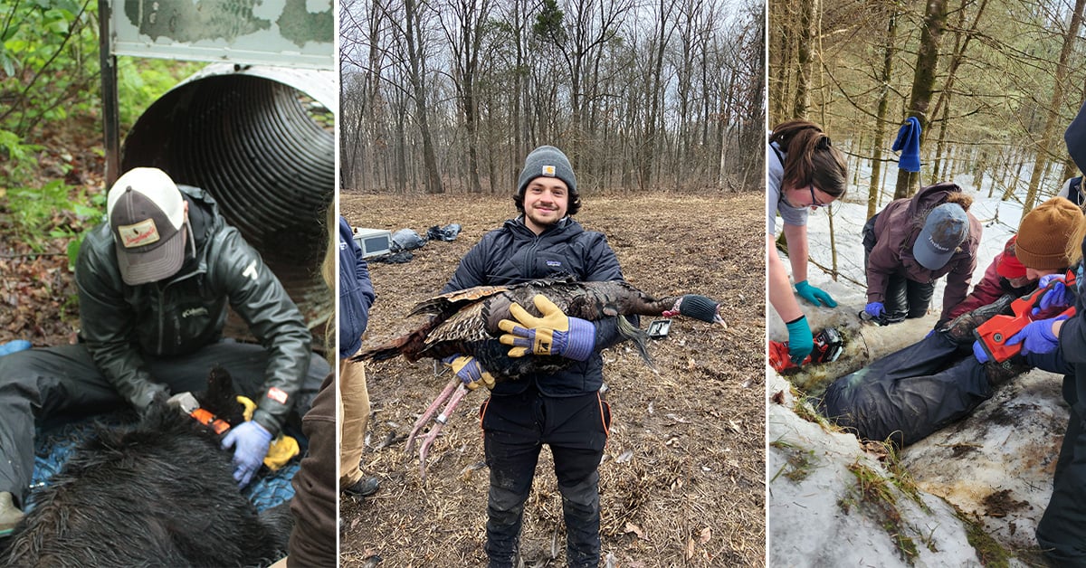 Hayden Walkush doing wildlife biology work