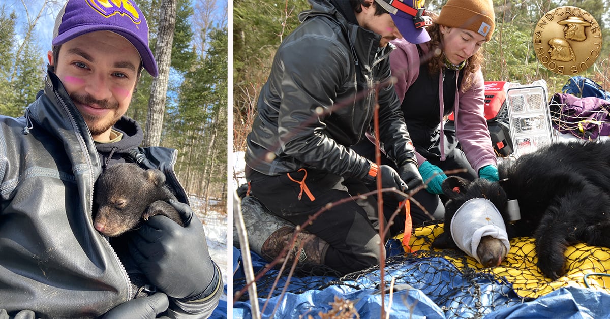 Hayden Walkush working with black bears