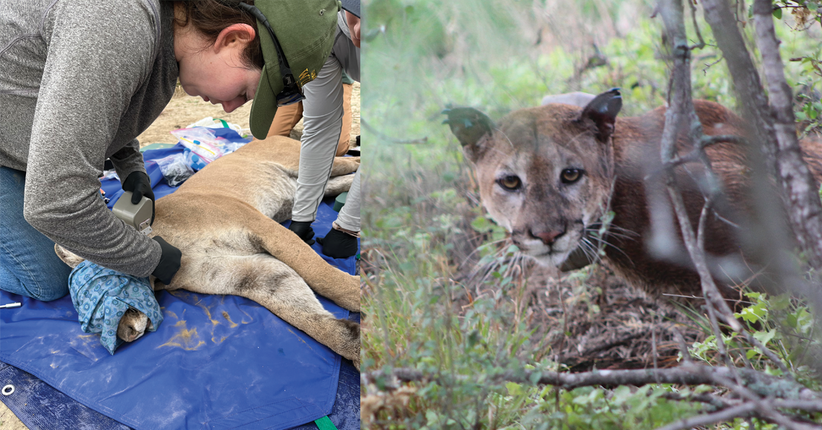 Texas collard mountain lion
