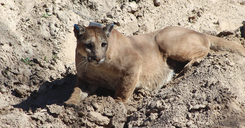 University Programs Texas Mountain Lion