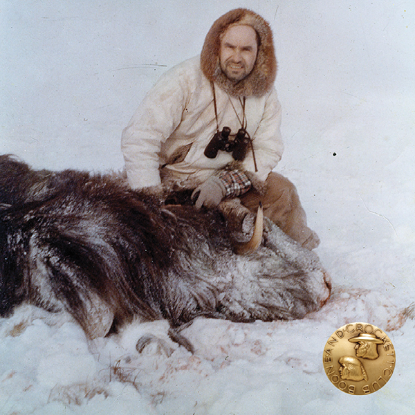 vintage photo of a man with a musk ox