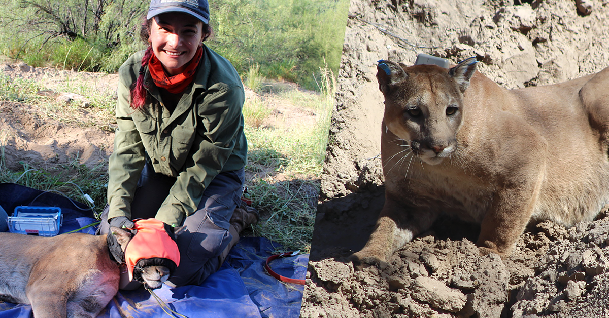 woman with mountain lion