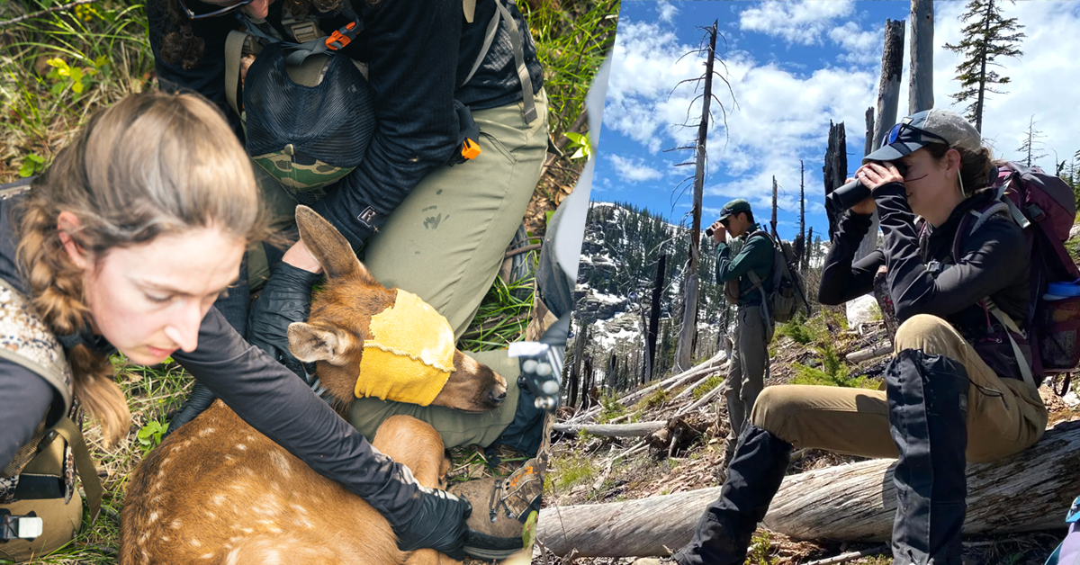 woman with deer and glassing