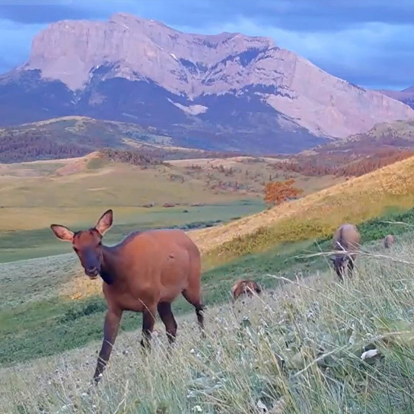 Elk on the Rocky Mountain Front 