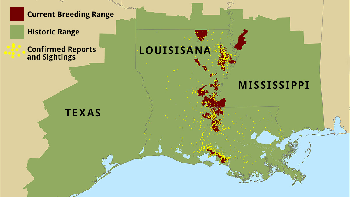 Historic and Current range of La Black Bear 